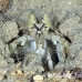 shrimp_mantis_unknown_sne_h_0213_yap0555.jpg
